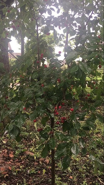 дерево вишня 🍒 - YouTube