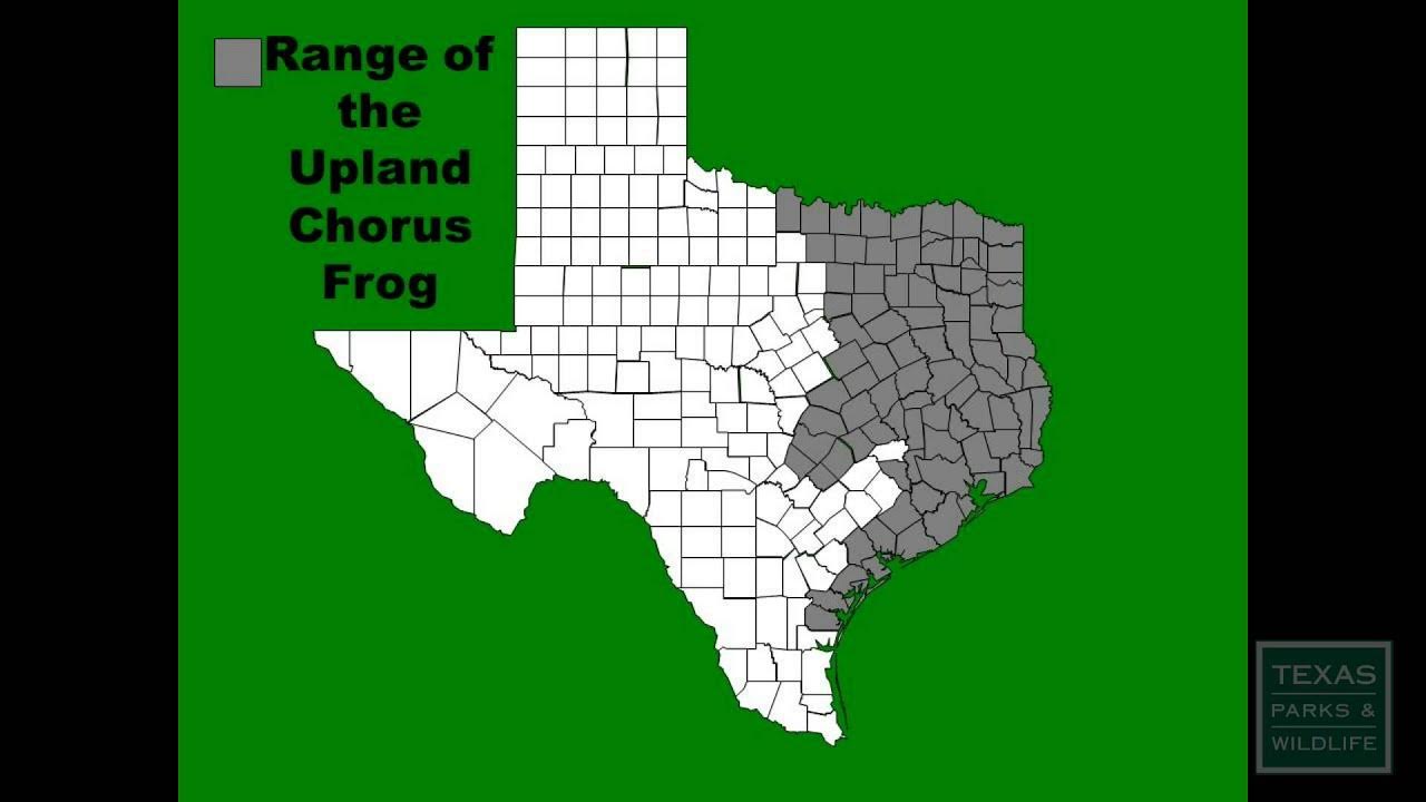 Frog Calls Made Easy Upland Chorus Frog Tips from a Wildlife