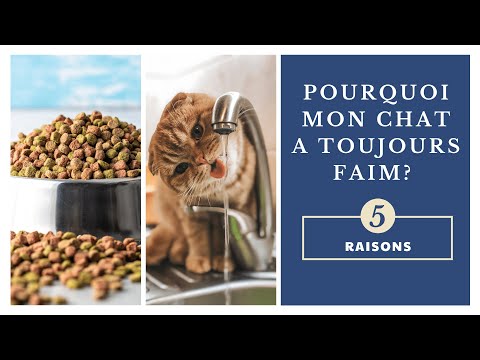 Vidéo: Les chats peuvent-ils manger des pommes de terre?