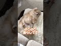 みるてぃ自己紹介ソング♪
