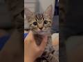 子猫の頃から愛情いっぱいに育てた結果...!! #cat #猫