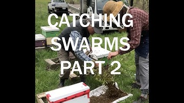 Catching a Swarm Part 2