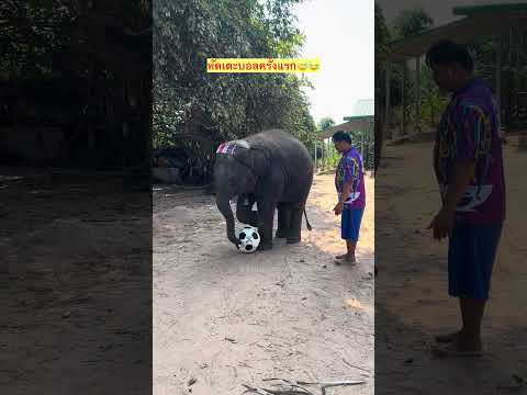 สมัยเรียนเตะบอลใหม่ๆครับ🤣🤣 #มิ่งตัวตึง  #พังหางดี  #พลายมิ่งมงคล