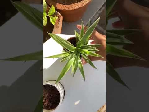 Spider Plant Propagation ?#shorts