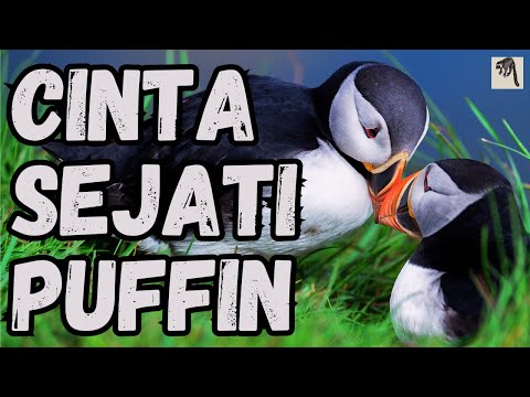 Video: Atlantic puffin: ciri, fakta menarik
