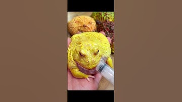 Ếch Con Hoá Khổng Lồ Trong Nháy Mắt- Con Ếch - Các Con Vật