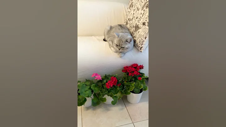 Watch the video about British Cat Emmanuel Happy Birthday 🥳 5 Years Old! #britishcat #cat #kitten #kitty #kyliecatkittens