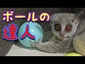 Bushbaby 運動神経抜群✨ボールマスター目指すお猿のリアムです✨