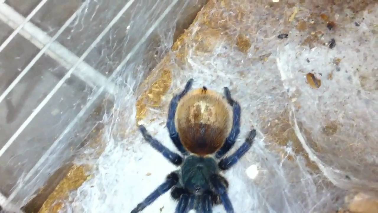 tarantula spider It's feeding time!