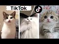 Cats of TIKTOK Compilation ~ Cats being... CATS! 🐈