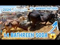 Malir mandi ka 14 bathreen soda   malir mandi 2024  malir mandi season start 2024  malir mandi