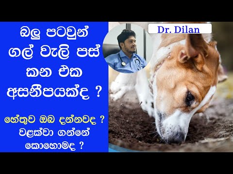 බලු පැටවුන් ගල්, පස්, වැලි ආදිය කන්නේ ඇයි /Why do dogs eat dirts /soil/stones  (Dr.Dilan Rathnayaka)