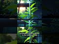 This Plant MOVES When You Touch It! 😱🌱 | #funfacts #plantfacts #didyouknow #youtubeshorts #shorts