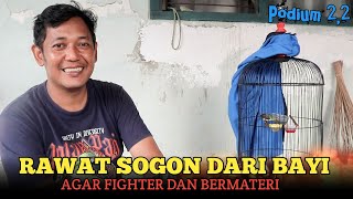 KUPAS RAWATAN SOGON TROTOL SINCHAN || Rawat Dari Bayi, Fighter Dan Bermateri Jalan Lapangan