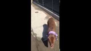 Brooklyn Center Sindy Aka Tressa - A0993015 Alternate Id A1010039