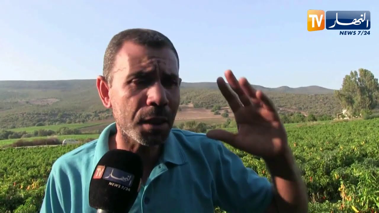 قالمة: إنتاج وفير للفلفل الأحمر.. والفلاحون يطالبون بالدعم