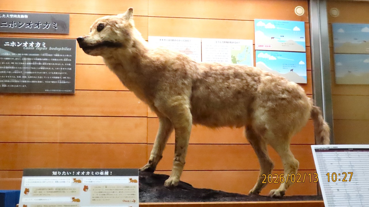 2026-02-13 狼＆和歌山観光