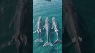 Ocean Giants: Exploring the Hidden Wonders of the Deep Sea