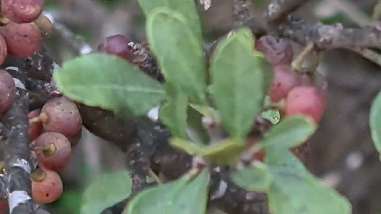 אשחר ארץ ישראלי עם פירות Rhamnus lycioides with fruits