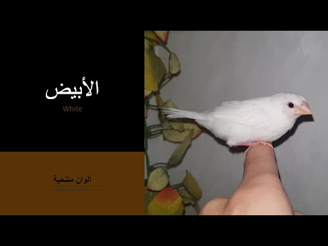 المنقط الصافي ألوان تركيبات البنغالي فينش