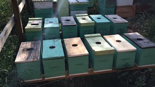 Expanding the Backyard Apiary to the Limit!