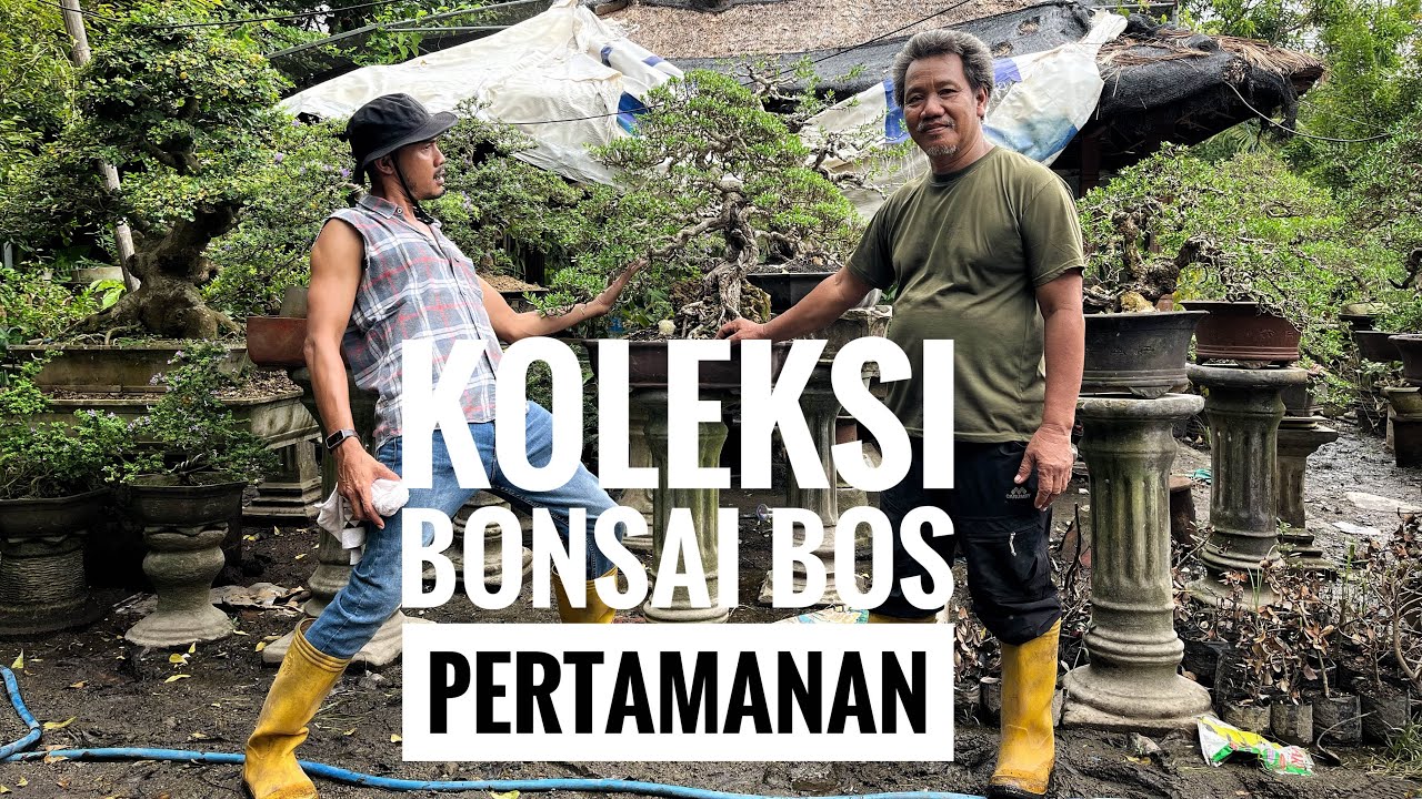 Koleksi Bonsai Mas Antok(Titian Alam) #bonsai #belajarbonsai #santigi #bonsaitree #senimanbonsai 