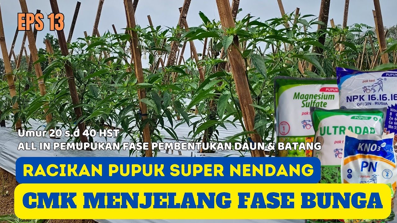 CMK UMUR 20,30,40 HST HARUS DIPUPUK PENDONGKRAK DAUN & BATANG ❗❗ (CMK Tertangguh Panah Merah)