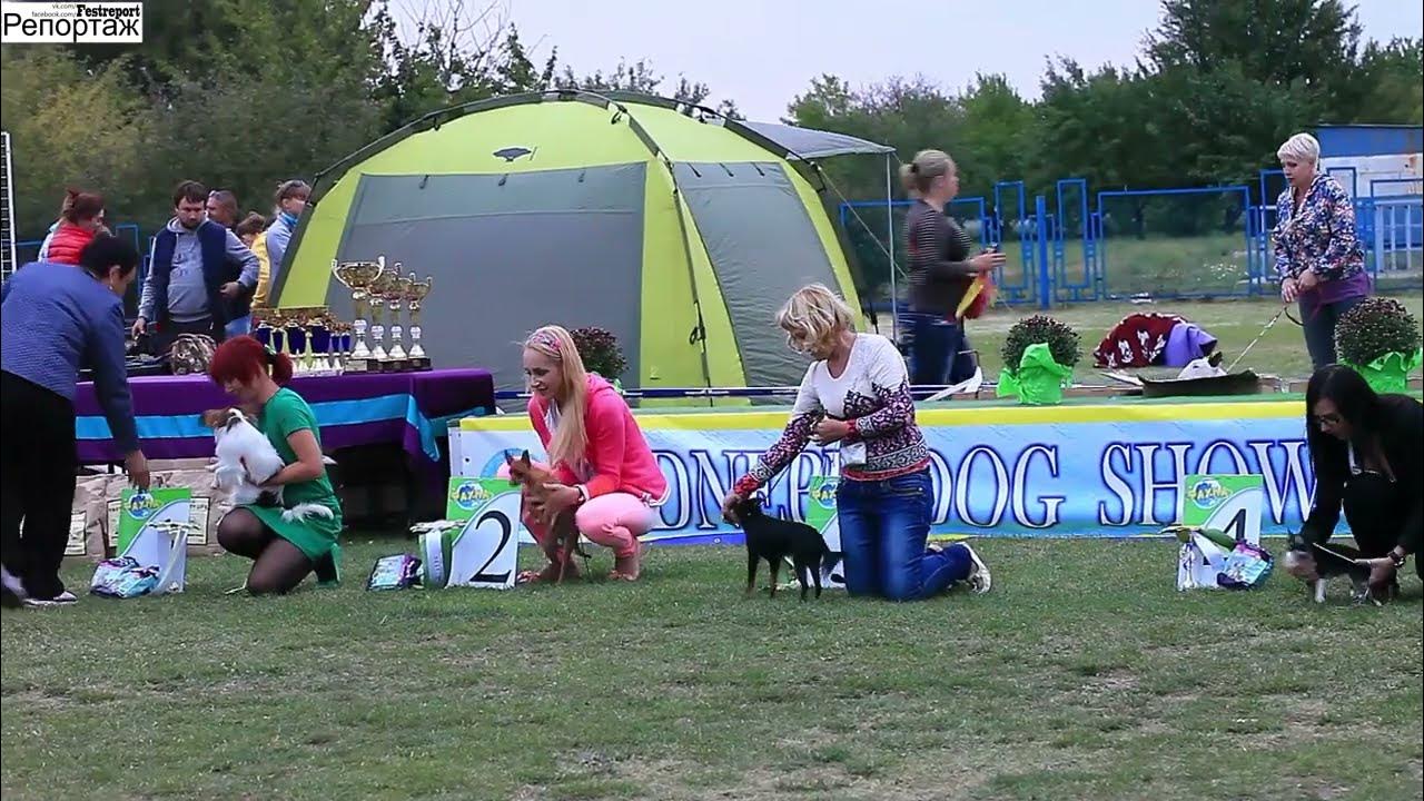 29 Лучший юниор 9 й группы 2015.09.12-13"Славутич" + "DneprDogShow ...