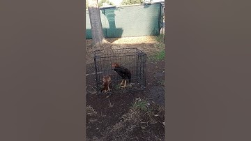 Qaib Stag. How 2 Select a Winner Show Bird. Very important.