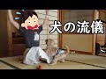 人見知りな愛犬が初めて会う女性と2人っきりになるとこうなりますw【プーチー&amp;スコティッシュフォールド】