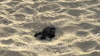 Leatherback hatchling emergence