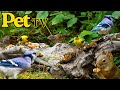 Dog TV · Cat TV - So Many Birds &amp; Busy Squirrels! 🐿️ Relaxing Nature Sounds for Pets &amp; People