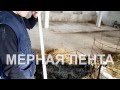 Определяем вес быка без весов несколькими способами + таблица измерения КРС