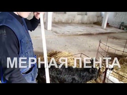 Мерная лента - определяем вес голштина. Measuring tape is the defining weight cows