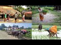 Nepali Farmrs Lifestyle In Villages  || Rural Life In Nepal || Daily Life Nepali Village