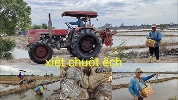 gặp cao thủ xiệt chuột đồng ếch quá hay. bắt chuột đồng không khó