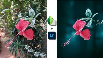 Flower Editing | Snapseed & Lightroom tutorial