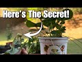 How To Grow Unlimited Strawberry Plants and Never Buy Them Again!