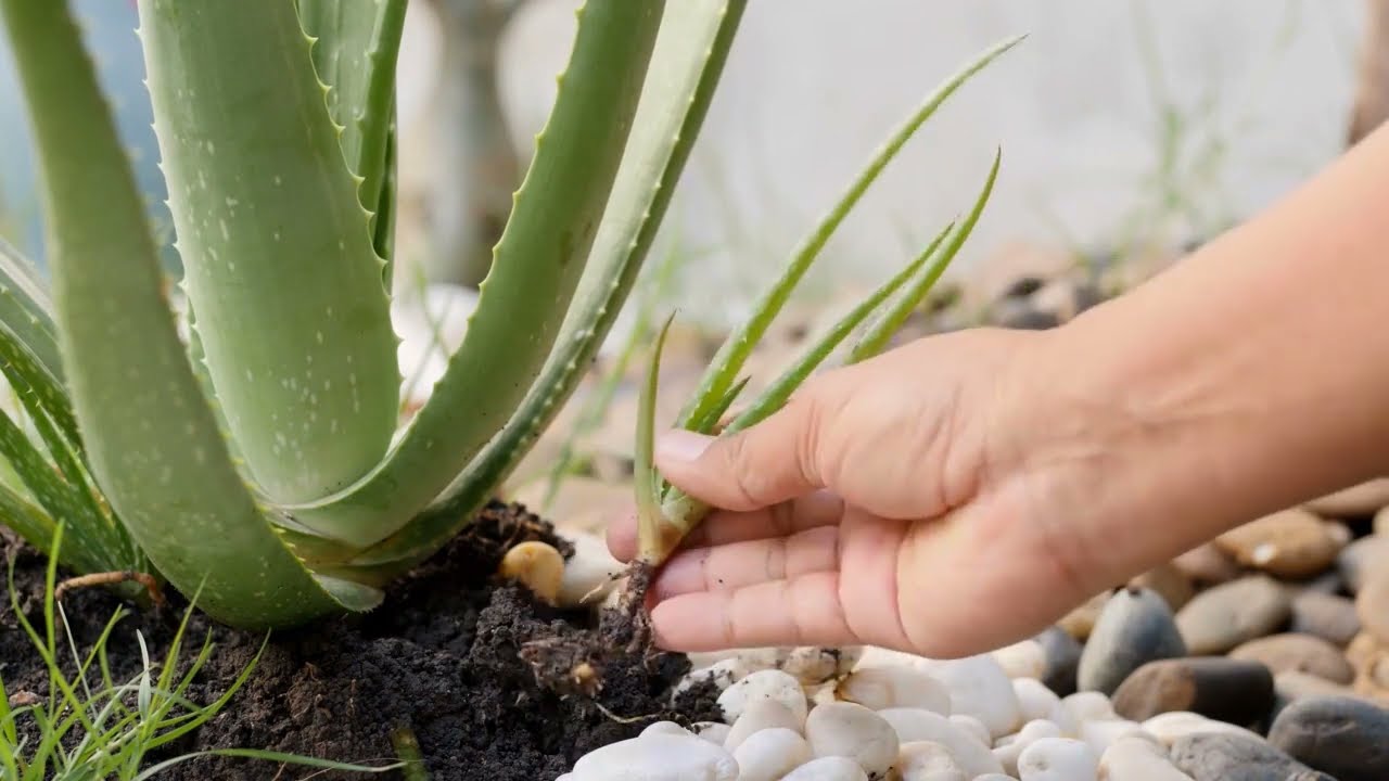 How to Save Overwatered Aloe Plant