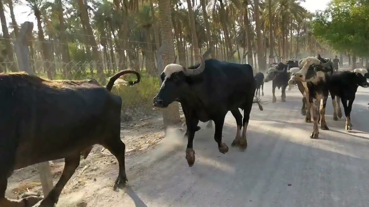 جاموس عراقي فراتي وجنوبي فاخر