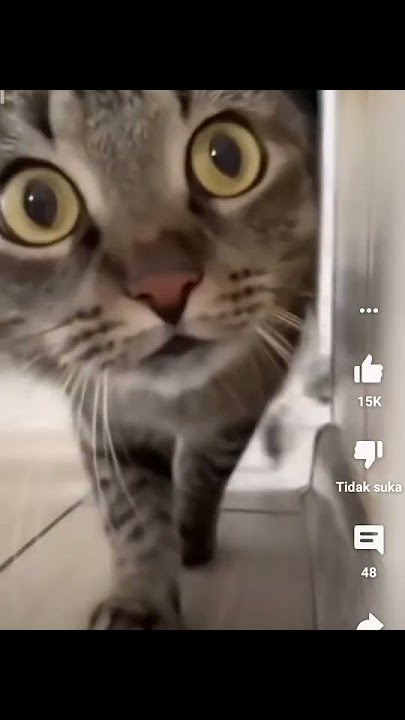 kucing comel  🐈🐈🐱🐱