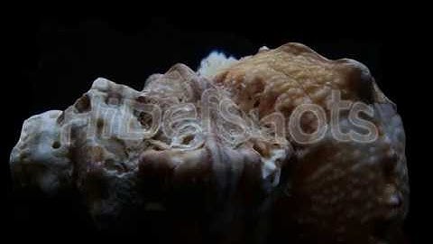 3d model of a seashell