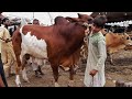 MUJHE KITNAY KA DIYA NOUMAN CHOTAY BIYOPARI NE BAKRA EID 2021 KA JANWAR