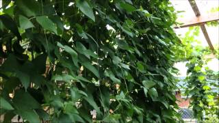 Vertical gardening of vegetables- pole lima beans 9- 25- 2014 Vegetables 101 Pole Lima Beans Mini Module Series