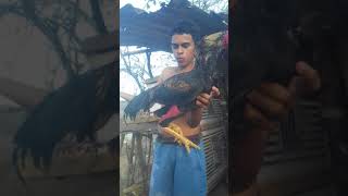 Mostrando Os Frangos Novos E Os Galos Do Trato E Os Reprodutores Da Cocheira E As Matrizes