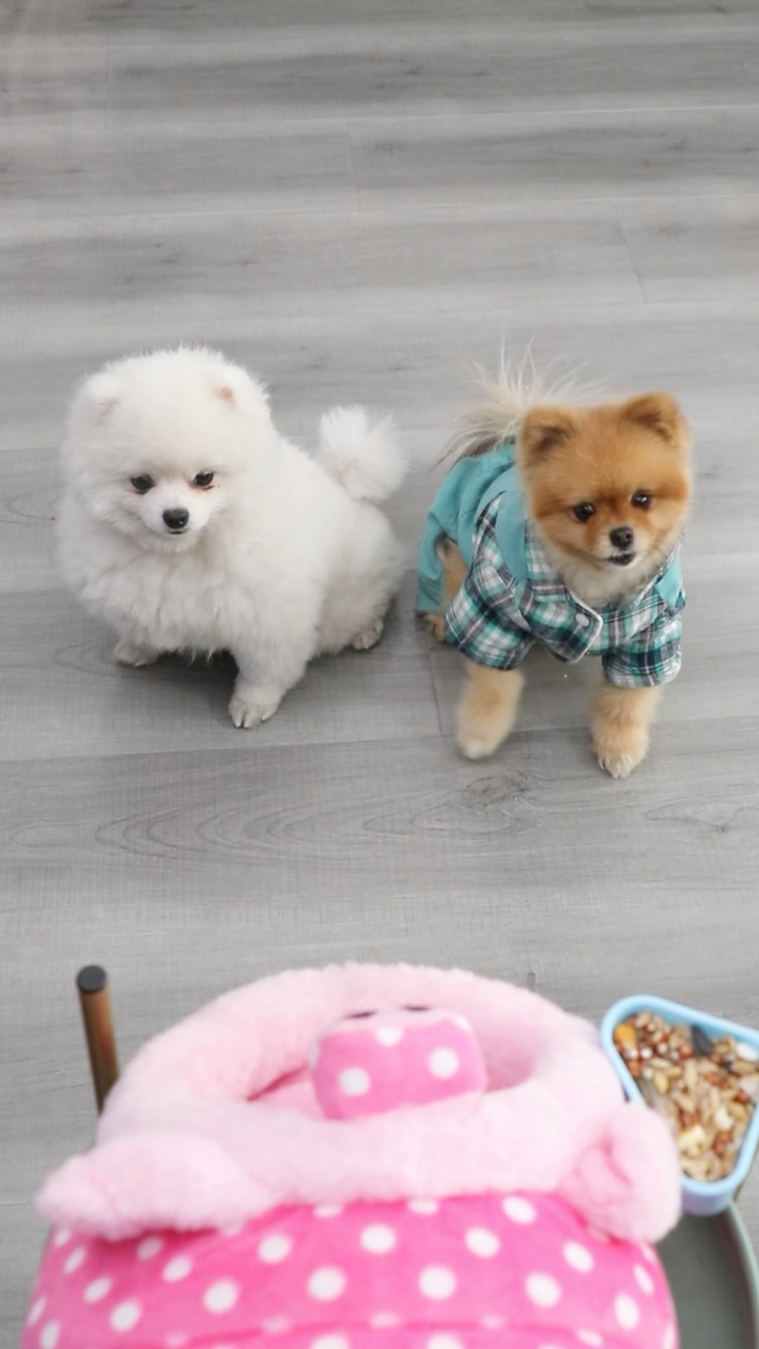 Coco is really enthusiastic about the little hamster ???#cococutiepom #dog #funny #pets