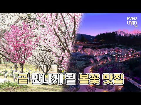 3월 00일, 하늘에서 핑크 팝콘이 쏟아진다🌸