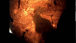 Cuttlefish hatches from egg