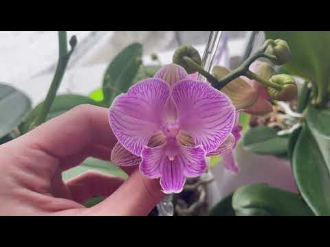 Как я обрабатываю орхидеи от клеща. 1 обработка: Дабл фейс. - YouTube