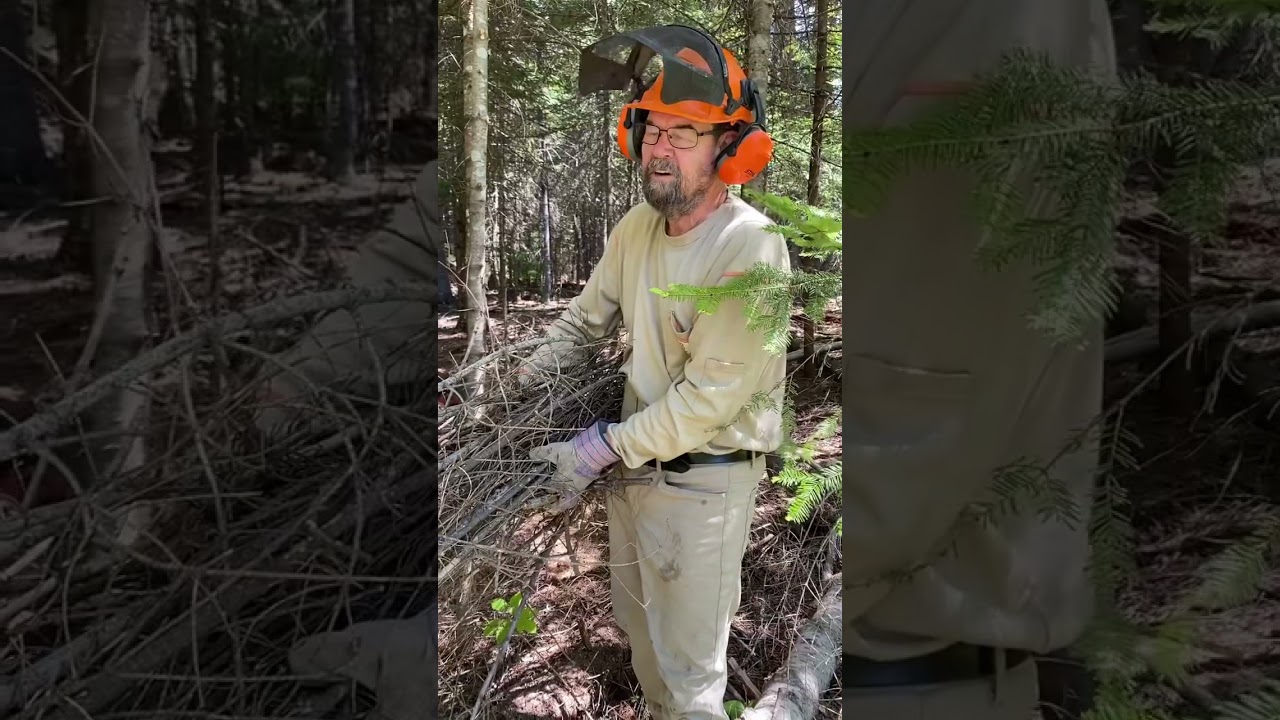 Cleaning up the forest floor. 